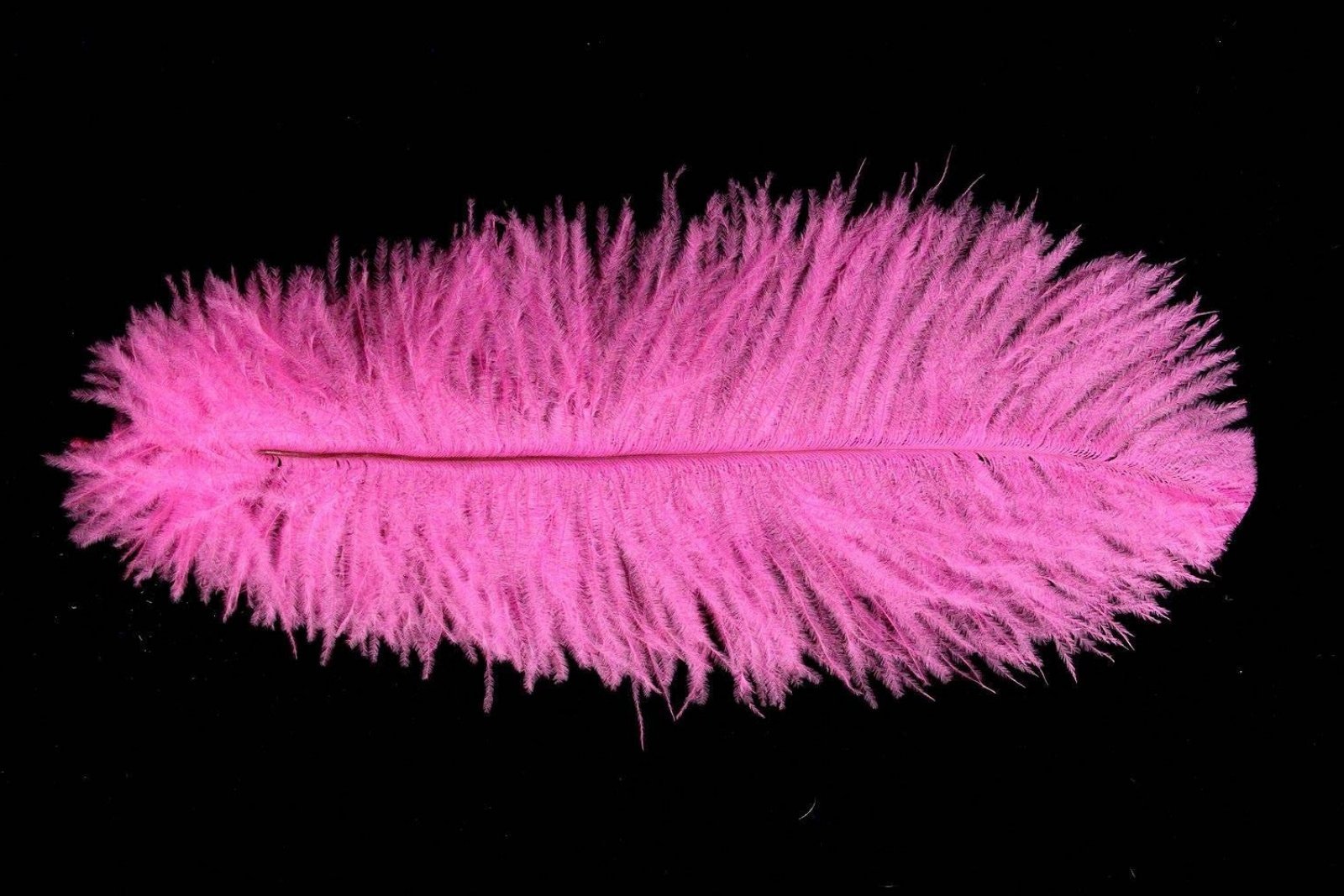 Decorative Feathers