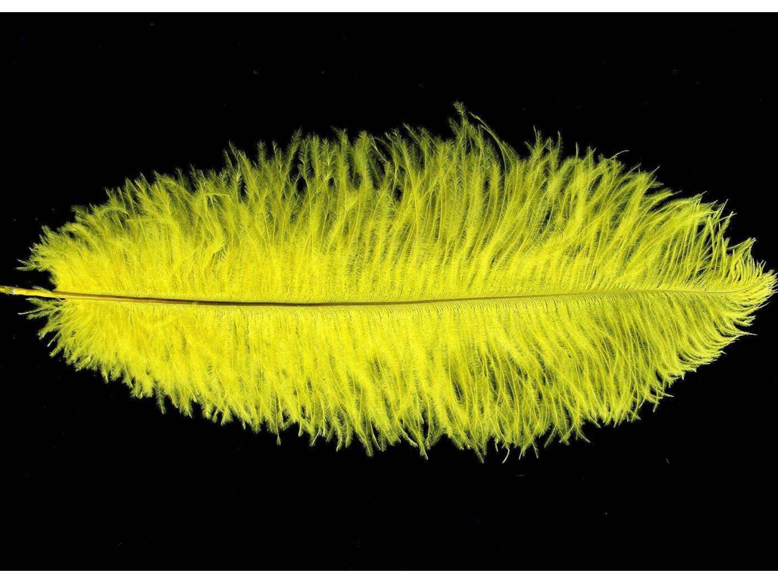 Decorative Feathers