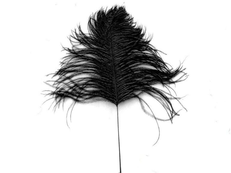 Decorative Feathers BLACK