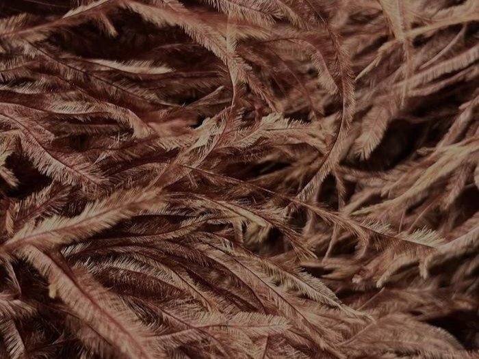 Pure Ostrich Feather Boa Lux 6 Ply ESPRESSO/CARAMEL
